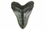 Fossil Megalodon Tooth - North Carolina #172589-1